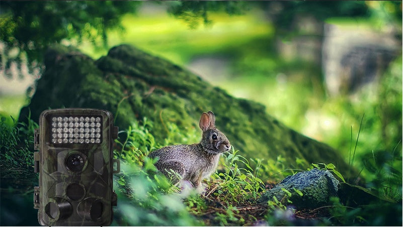 Wildlife Hunting Trail Camera Outdoor Surveillance